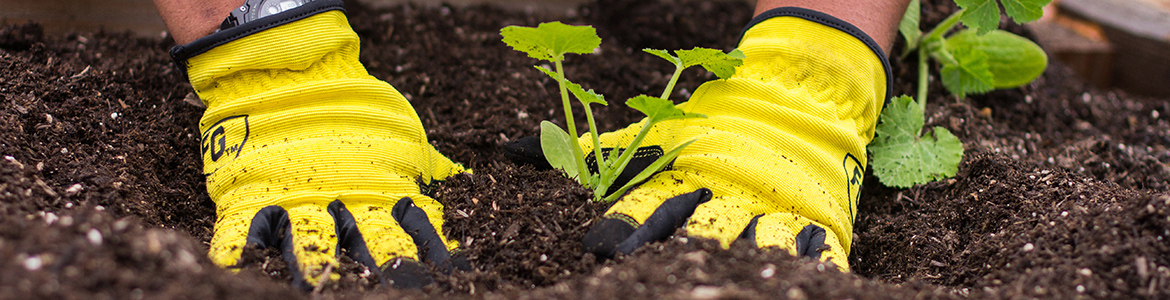 Photo of hands planting a seed in dirt