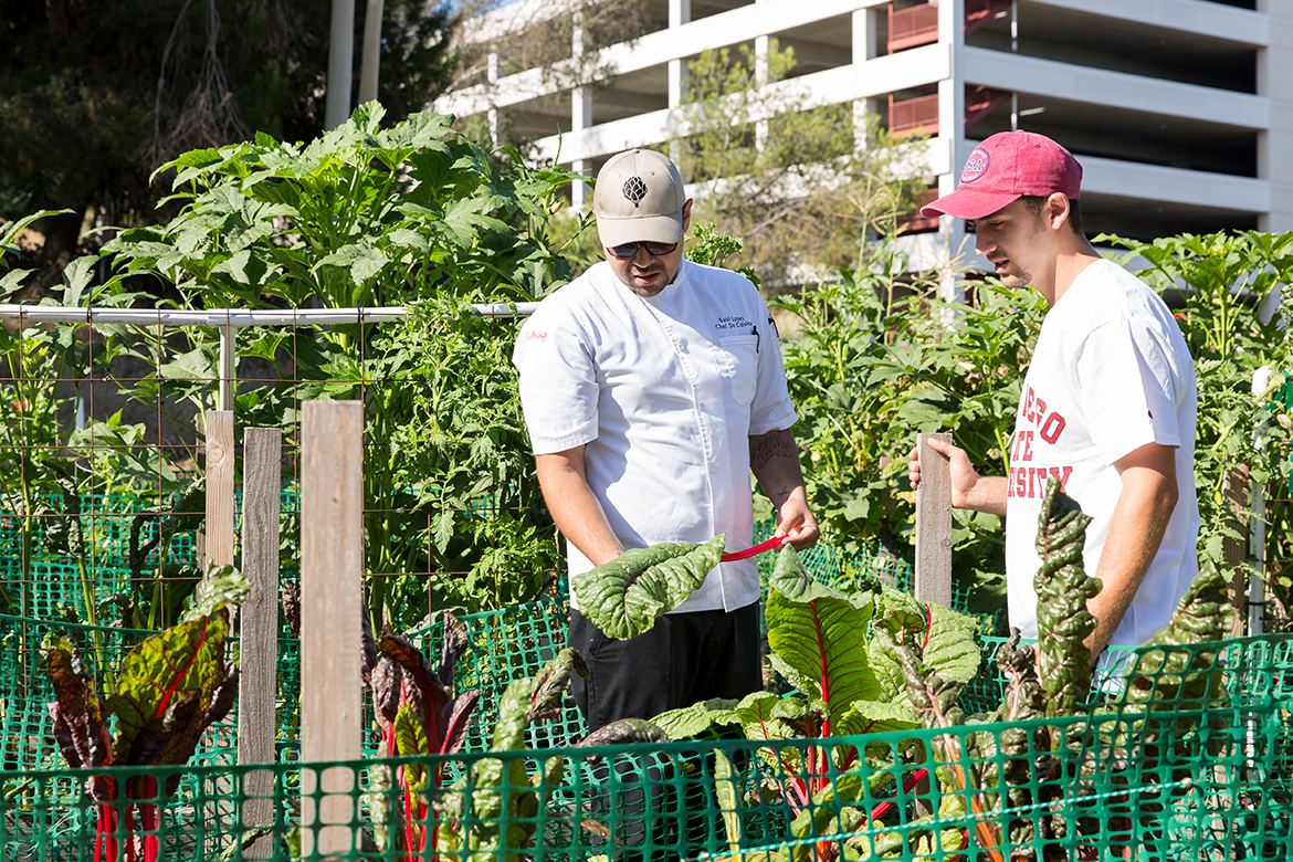 Photo of employees picking out vegetables from the garden.