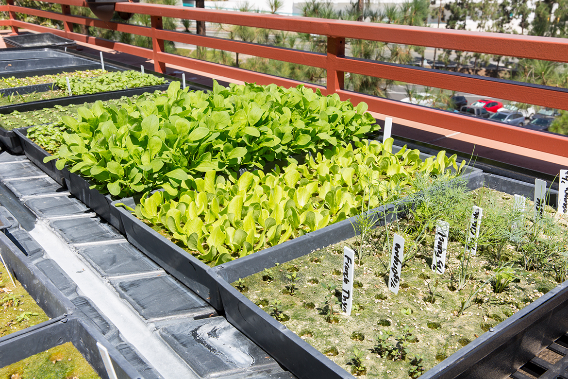Photo of trays of growing vegetables.