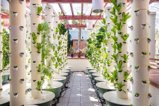 Aeroponic towers growing a variety of lettuce on the patio at The Garden Restaurant